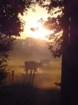 koeien wei ochtendgloren